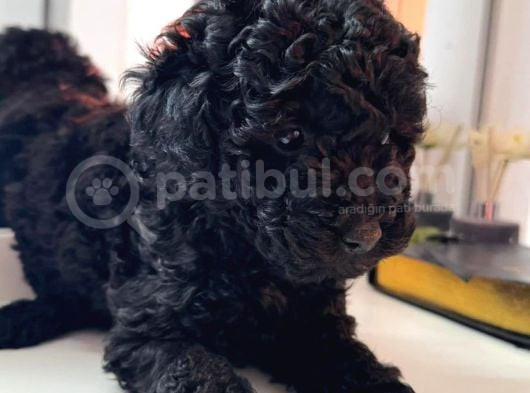 En Uygun Fiyata Poodle Yavruları görsel