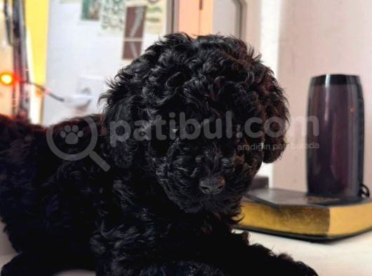 En Uygun Fiyata Poodle Yavruları görsel