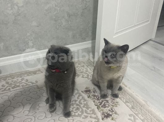 1 Aylık Scot Fold Yavrularımız görsel