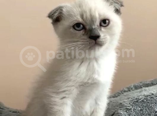 Bal Surat Tesli̇me Hazir görsel