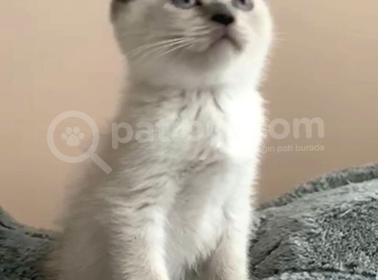 Bal Surat Tesli̇me Hazir görsel