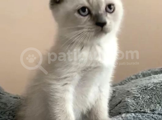 Bal Surat Tesli̇me Hazir