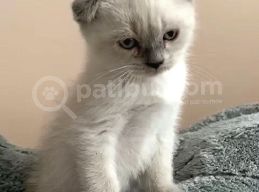 Bal Surat Tesli̇me Hazir görsel