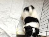Teacup Boy Morkie