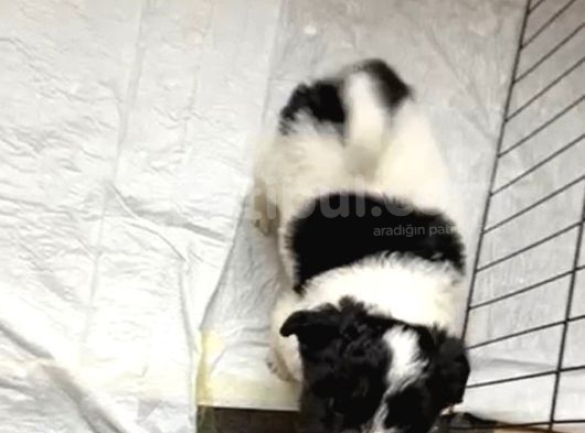 Teacup Boy Morkie görsel