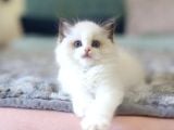Türkiyenin En Değerli Kedisi Ragdoll