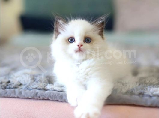 Türkiyenin En Değerli Kedisi Ragdoll