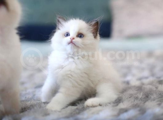 Türkiyenin En Değerli Kedisi Ragdoll görsel