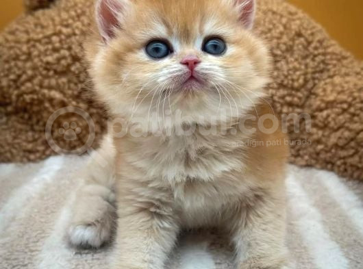 İnci Tanemiz Golden Ny11 British Shorthair görsel