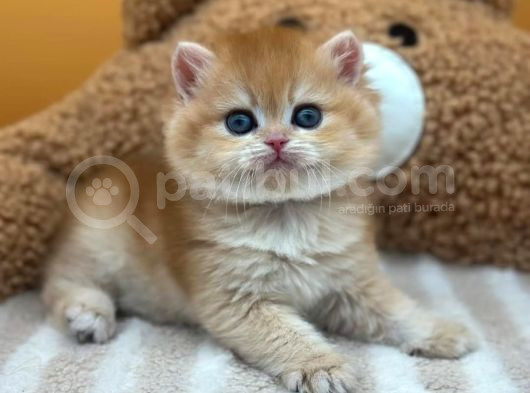 İnci Tanemiz Golden Ny11 British Shorthair