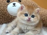 İnci Tanemiz Golden Ny11 British Shorthair