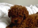 Şeker Komasina Sokan Güzelli̇kler Toy Poodle
