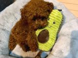 Şeker Komasina Sokan Güzelli̇kler Toy Poodle