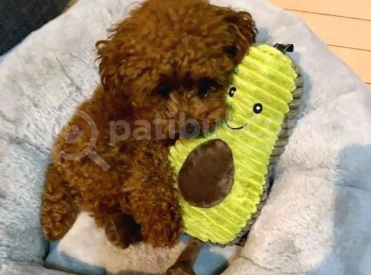 Şeker Komasina Sokan Güzelli̇kler Toy Poodle görsel