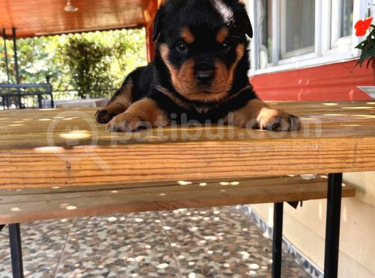 Rottweiler Yavrular Isteyene Özel Macar