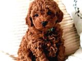 Evinizin neşesi toy poodle yavrular