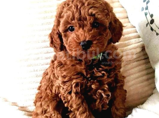 Evinizin Neşesi Toy Poodle Yavrular