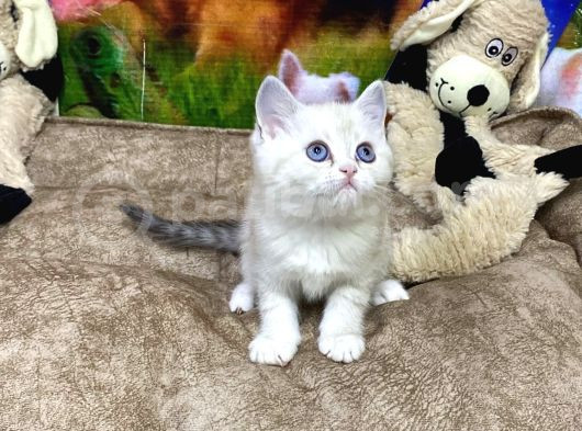 Vonalpet Garanti̇si̇yle Mükemmel Kali̇tede Bri̇ti̇sh Shorthai̇r Yavrularimiz görsel