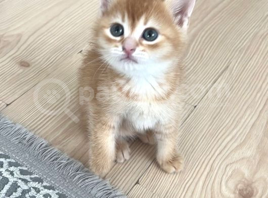 Minik Yavruya Sicacik Bir Yuva Olur Musun görsel