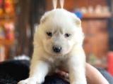Kar Beyazi Samoyed