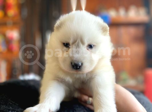 Kar Beyazi Samoyed görsel