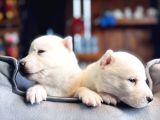 En İyi̇si̇ni̇ Arayana Husky Yavrularimiz