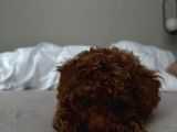 Şeker Komasina Sokan Güzelli̇kler Toy Poodle