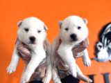 En İyi̇si̇ni̇ Arayana Husky Yavrularimiz