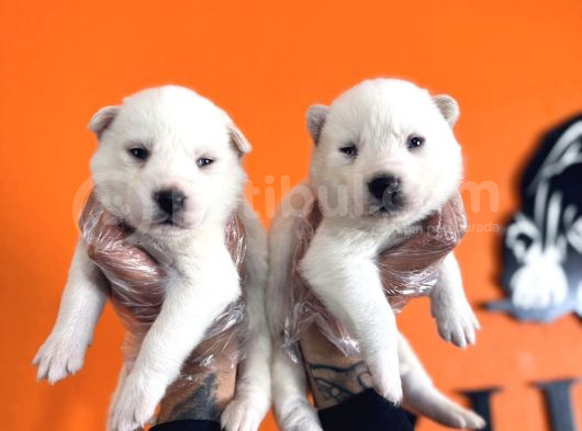 En İyi̇si̇ni̇ Arayana Husky Yavrularimiz görsel
