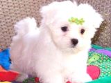 Maltesse Terrier Cinsleri