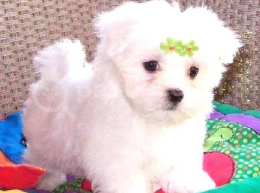 Maltesse Terrier Cinsleri görsel