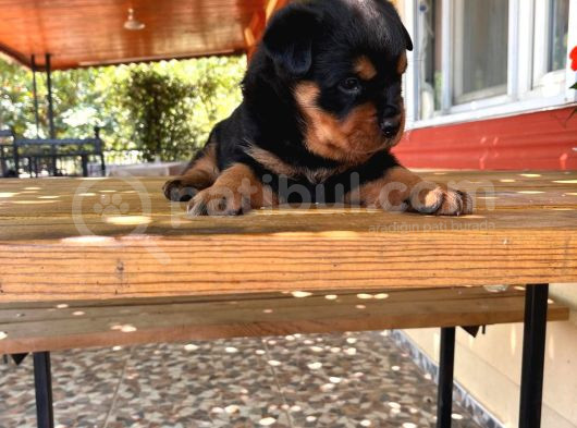 Rottweiler Yavrular Isteyene Özel Macar görsel