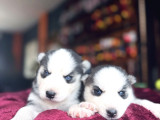 EN İYİSİNİ ARAYANA HUSKY YAVRULARIMIZ