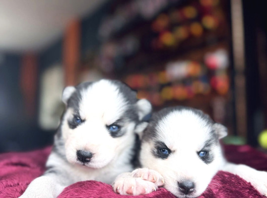 En İyi̇si̇ni̇ Arayana Husky Yavrularimiz