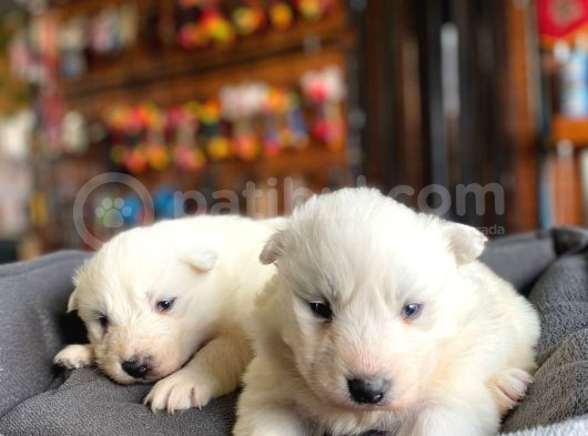 Kar Beyazi Samoyed görsel