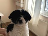 Teacup boy morkie