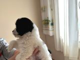 Teacup Boy Morkie
