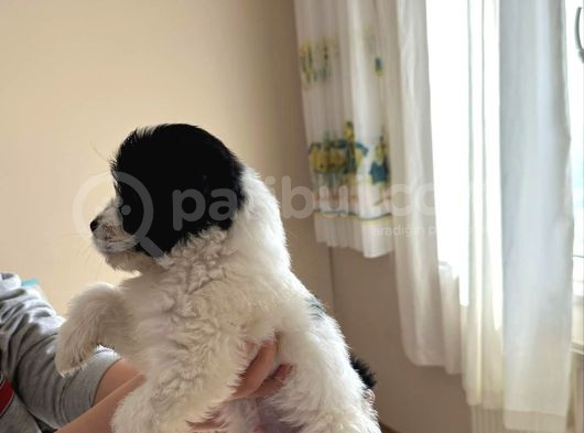 Teacup Boy Morkie görsel