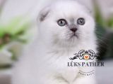Bebek Surat Bluepoint Scottish Fold Shorthair