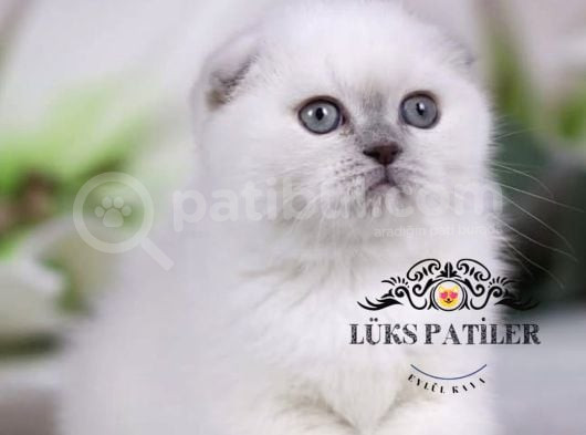 Bebek Surat Bluepoint Scottish Fold Shorthair