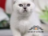 Bebek Surat Bluepoint Scottish Fold Shorthair