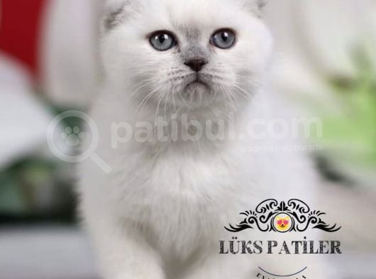 Bebek Surat Bluepoint Scottish Fold Shorthair görsel