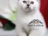 Bebek Surat Bluepoint Scottish Fold Shorthair