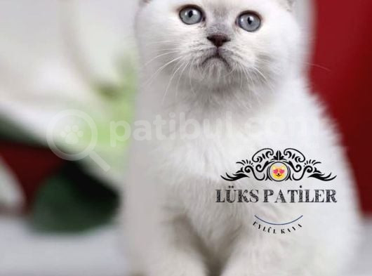Bebek Surat Bluepoint Scottish Fold Shorthair görsel