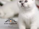 Bebek Surat Bluepoint Scottish Fold Shorthair