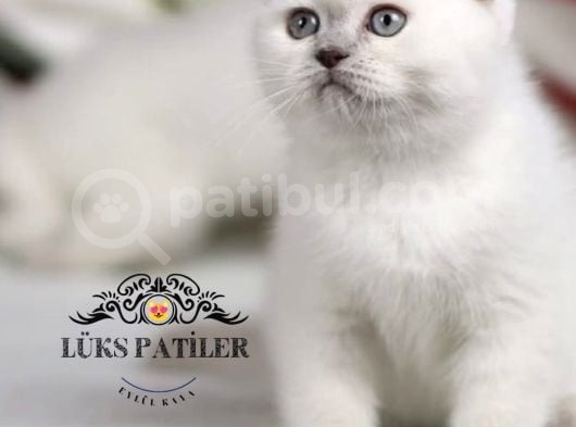 Bebek Surat Bluepoint Scottish Fold Shorthair görsel