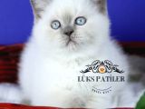 Asil Bluepoint British Shorthair