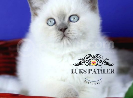 Asil Bluepoint British Shorthair