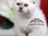 Bebek Surat Bluepoint Scottish Fold Shorthair
