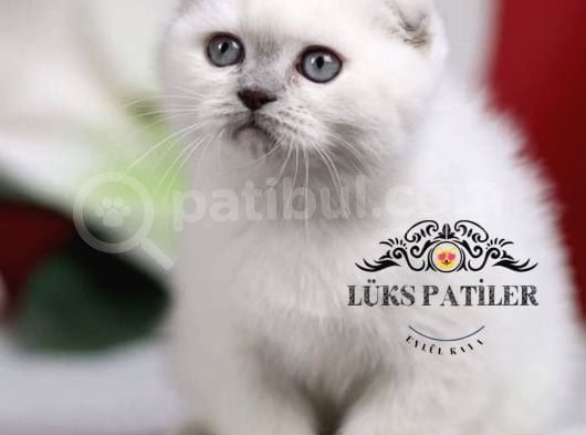 Bebek Surat Bluepoint Scottish Fold Shorthair görsel